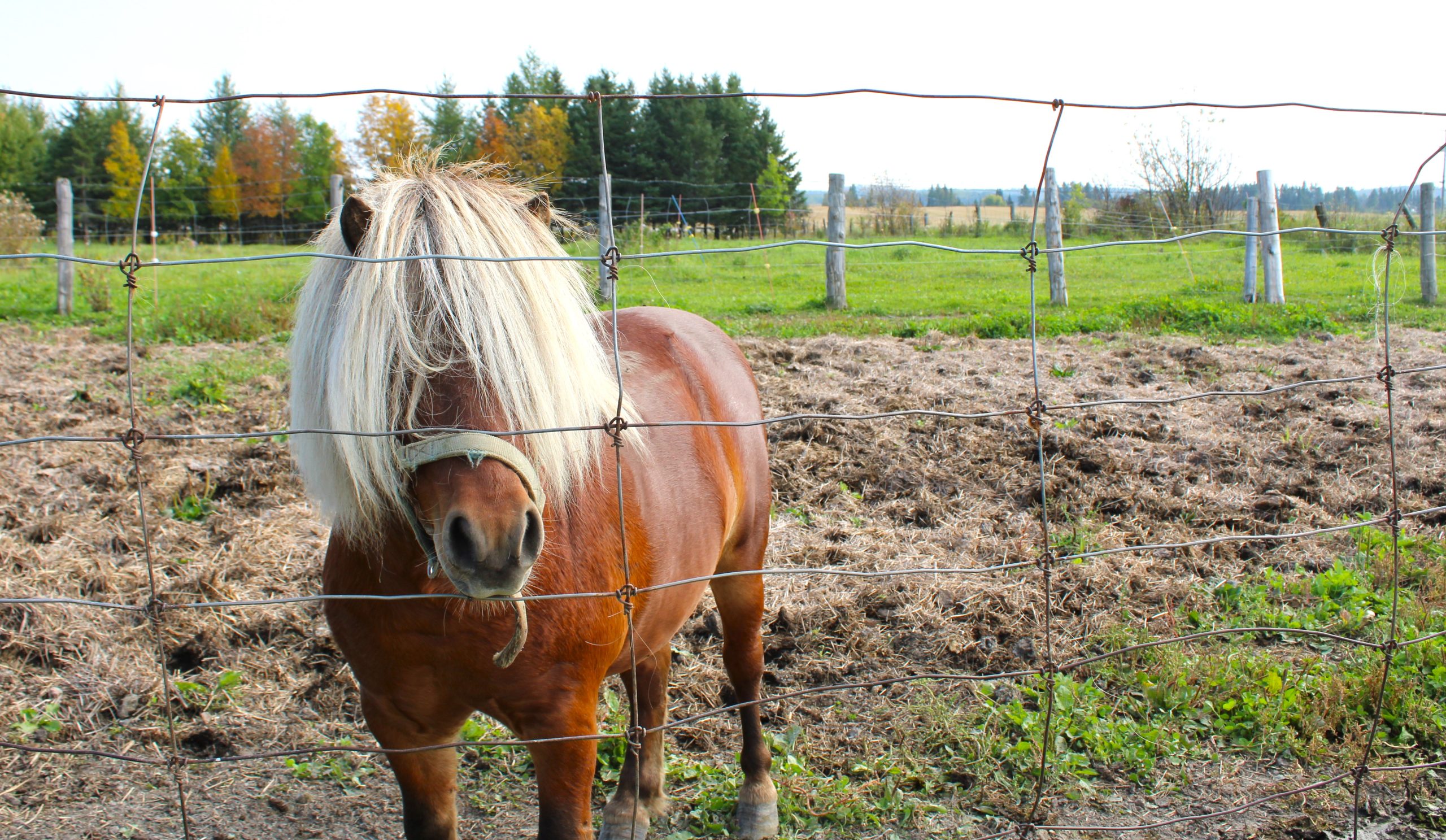 Un petit cheval avec une robe feu et une crinière longue et blonde regarde l'objectif. L'animal a été posé à la Ferme Lyne et Sylvain lors d'une virée au Témiscamingue.